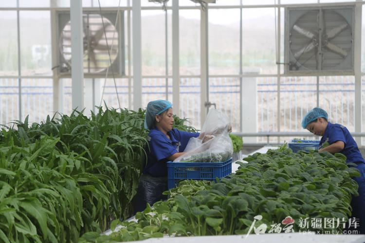 科技赋能沃土 同心共富工坊的数字农业植物工厂实践