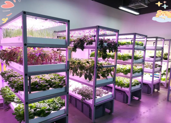 智能led植物工厂:高效现代农业的先锋
